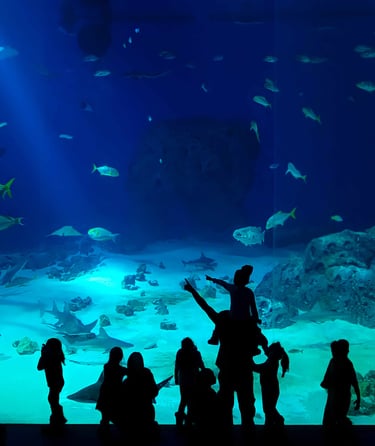 akvarium med hai hos Den Blå Planet