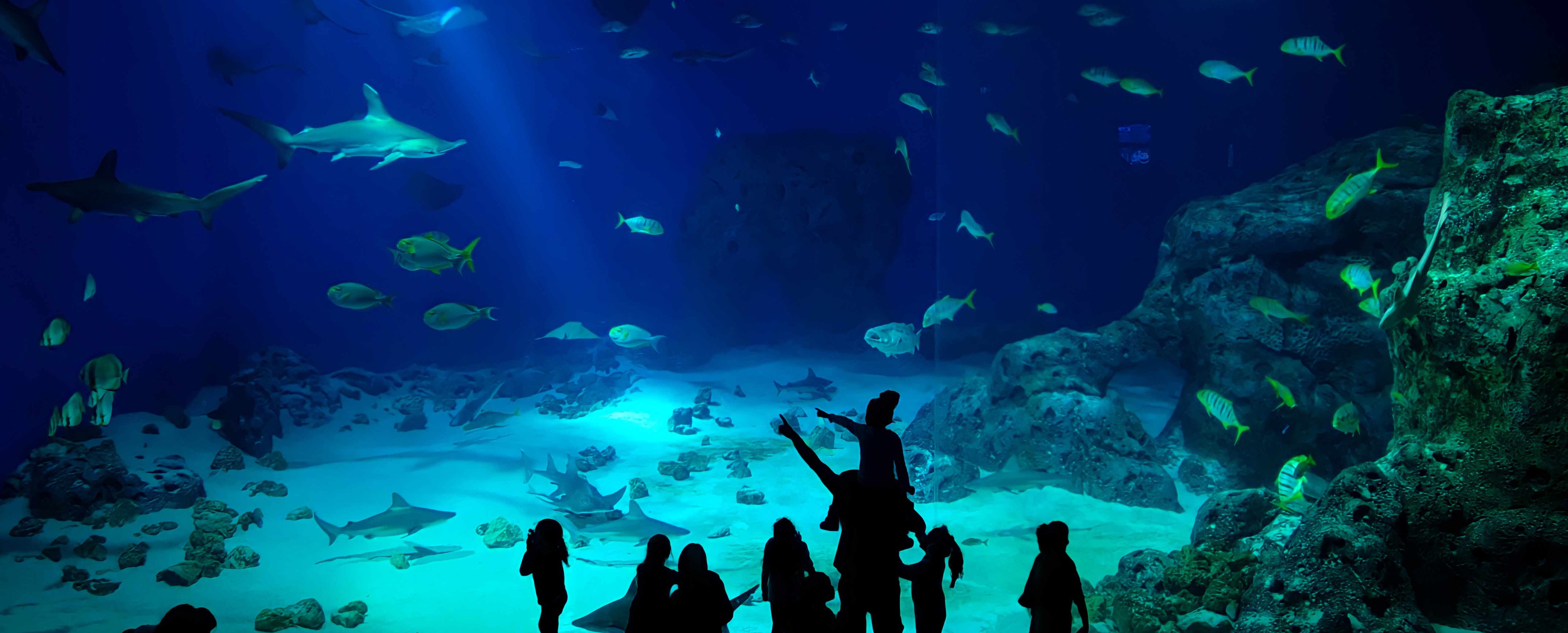 akvarium med hai hos Den Blå Planet