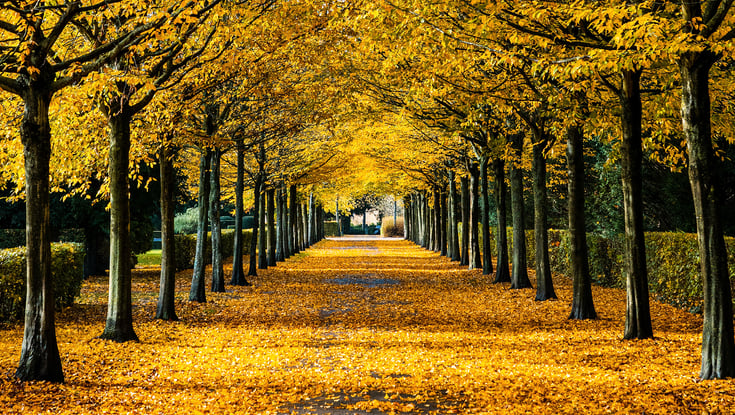 Vestre kirkegård i København
