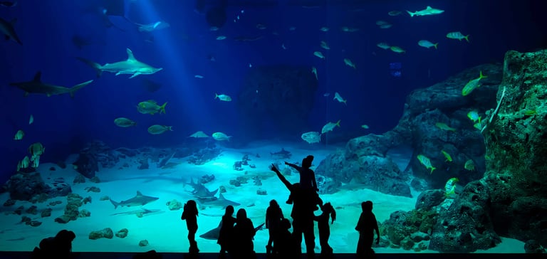 akvarium med hai hos Den Blå Planet