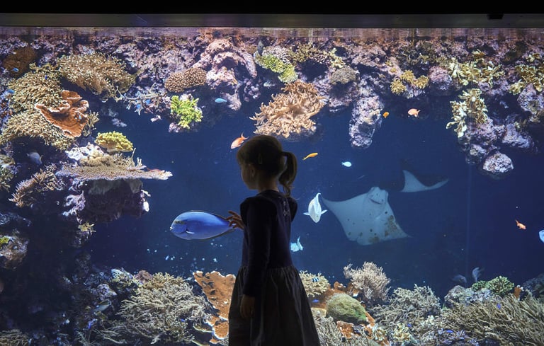 liten jente ser på fisk i akvarium