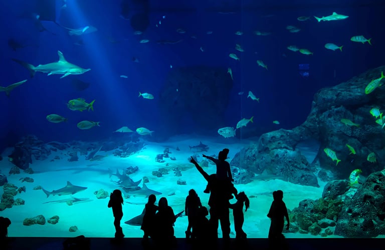 akvarium med hai hos Den Blå Planet